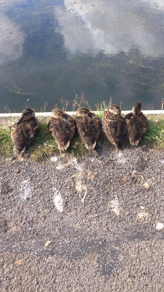 Mallard ducks sunning themselves by the Southampton Common lake